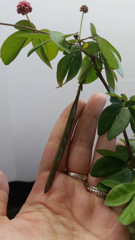 Calliandra emarginata (Pink Powder Puff) - Everblooming Houseplants