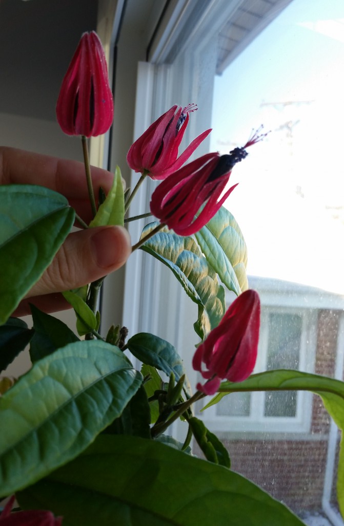 Pavonia multiflora (Brazilian Candle plant) Everblooming Houseplants
