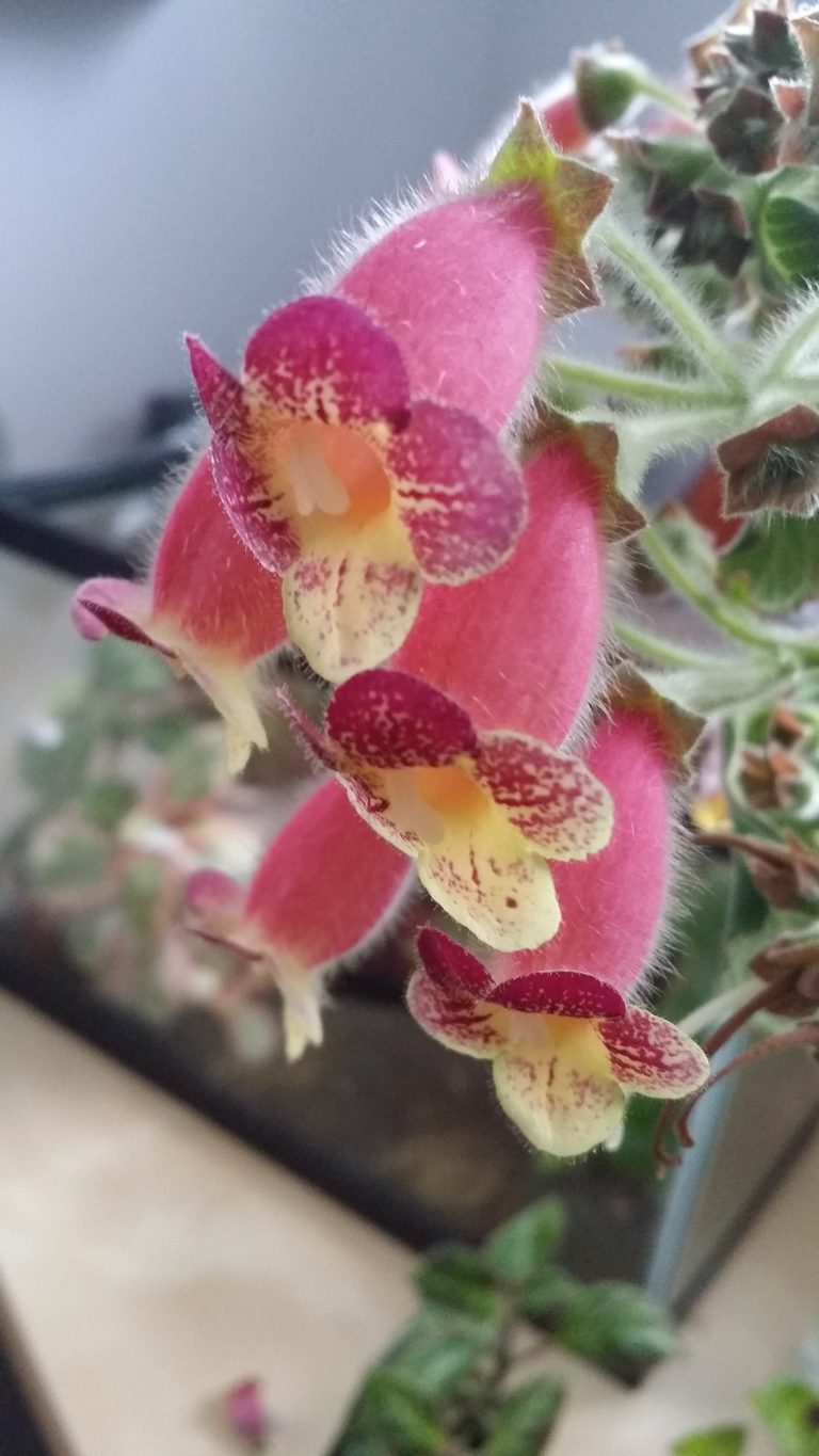 Curated visual reference: Plant Selection Strategies For Macaw Humidity Control Reference: Kohleria An S Nagging Macaws